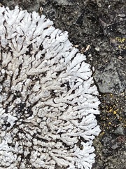 Lecanoromycetes