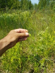 Eleocharis rostellata