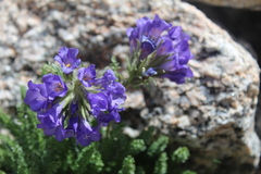 Polemonium viscosum