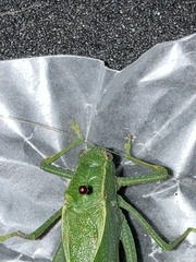 Microcentrum rhombifolium