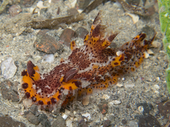 Plocamopherus tilesii