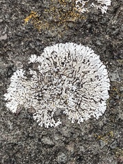Lecanoromycetes