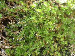Selaginella underwoodii