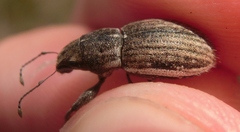 Naupactus leucoloma