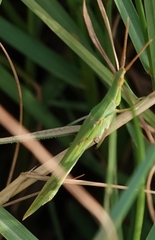 Atractomorpha lata