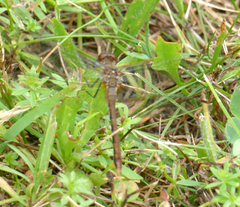 Sympetrum vicinum