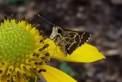 Amblyscirtes aesculapius