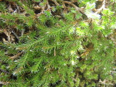 Selaginella underwoodii