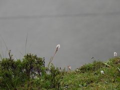 Bistorta macrophylla