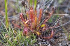 Drosera linearis