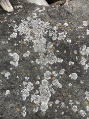 Lecanoromycetes