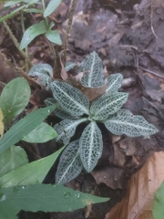 Goodyera pubescens