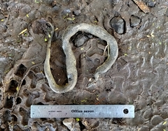 Thamnophis melanogaster