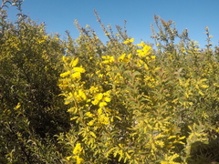 Acacia triptera