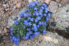 Eritrichium argenteum