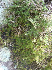 Selaginella underwoodii