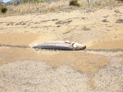 Acipenser transmontanus