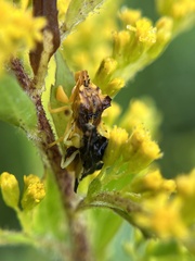 Phymata pennsylvanica