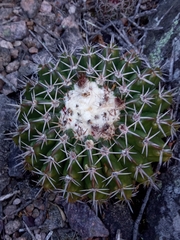 Parodia erinaceus