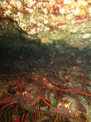 Panulirus interruptus