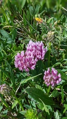 Trifolium parryi