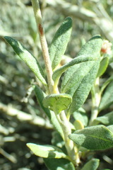 Eriogonum corymbosum