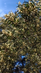 Magnoliopsida