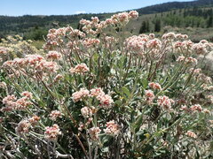 Eriogonum corymbosum