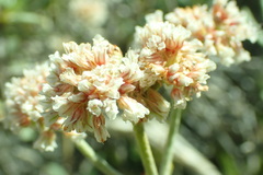 Eriogonum corymbosum
