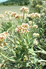 Eriogonum corymbosum