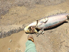 Acipenser transmontanus