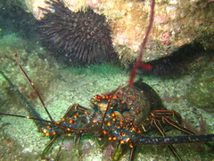 Panulirus inflatus