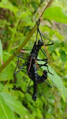 Autolyca pallidicornis