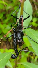 Autolyca pallidicornis