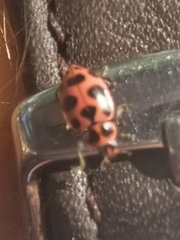 Coleomegilla maculata