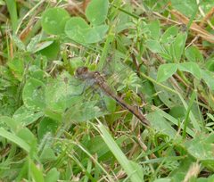 Sympetrum vicinum