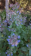 Borago officinalis