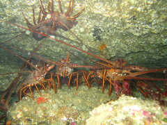 Panulirus interruptus