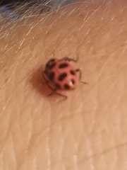 Coleomegilla maculata