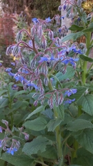 Borago officinalis