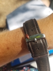 Coleomegilla maculata