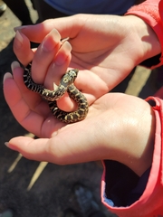 Pituophis catenifer