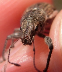 Naupactus leucoloma