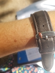 Coleomegilla maculata