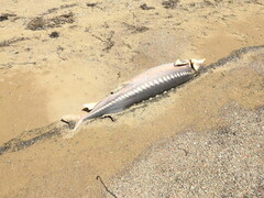 Acipenser transmontanus