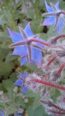 Borago officinalis