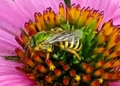 Agapostemon