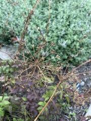 Zizia aurea