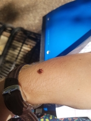 Coleomegilla maculata