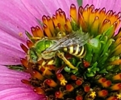 Agapostemon